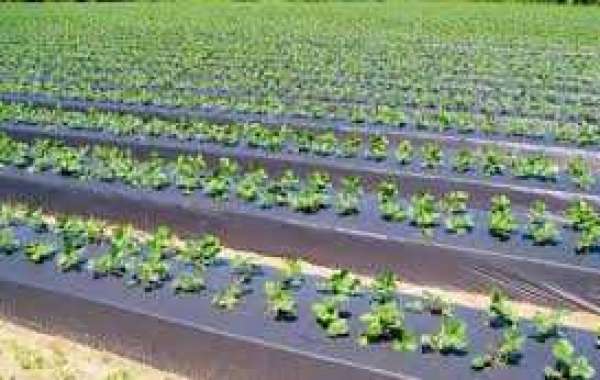 Biodegradable Mulch Films Market Emerging Trends, Demand, Revenue and Forecasts Research 2028