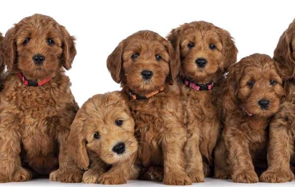 Goldendoodle Puppies in Iowa Finding Your Perfect Furry Friend