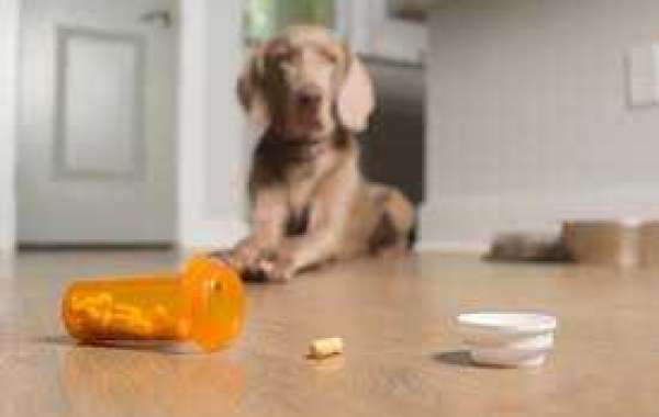 Optimizing Canine Health with Fluconazole Treatment Plans